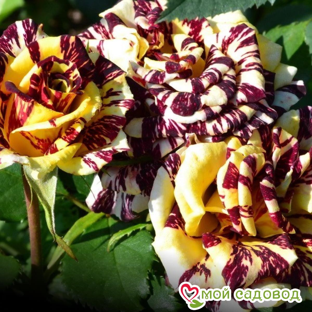 Роза чайно-гибридная Сим Салабим