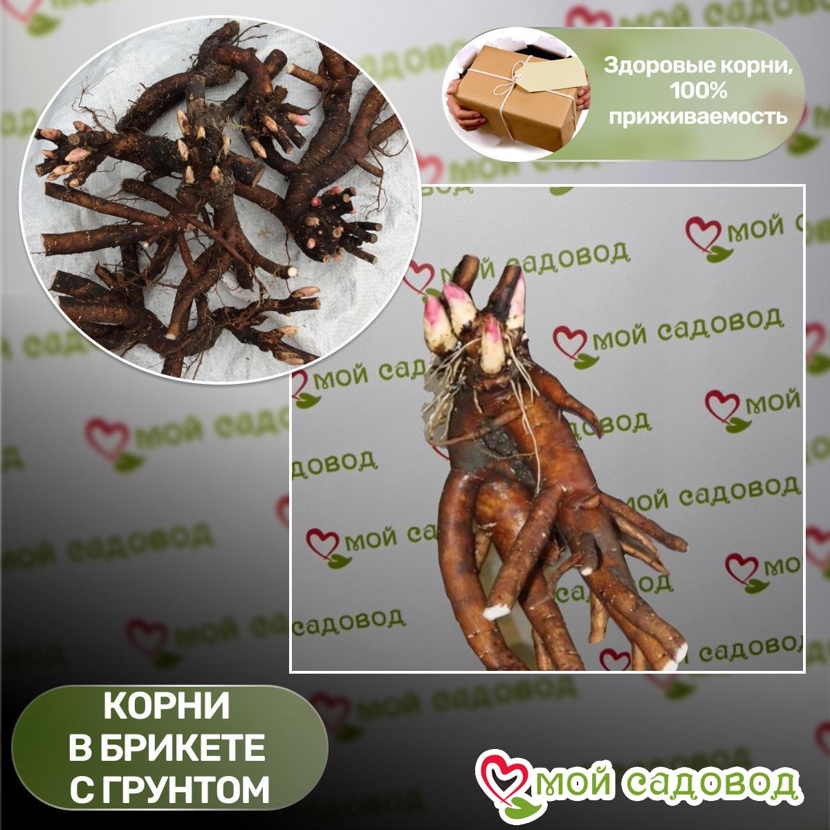 Пион Санни Банни
